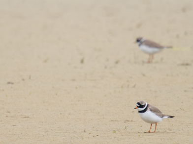 Thumbnail of Ringed Plover